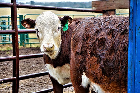 Students workers take care of red and white cows
