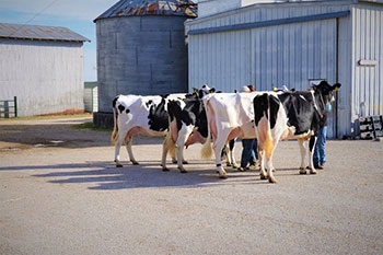 Dairy cows at the dairy