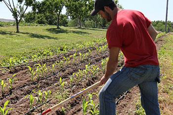 Worker hoeing field of crops