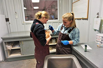Two workers giving medicine to a hog