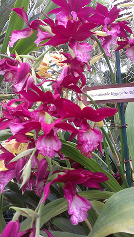 C of O Orchids